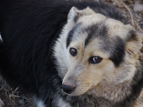 Úrgeni de úreı týǵyzady