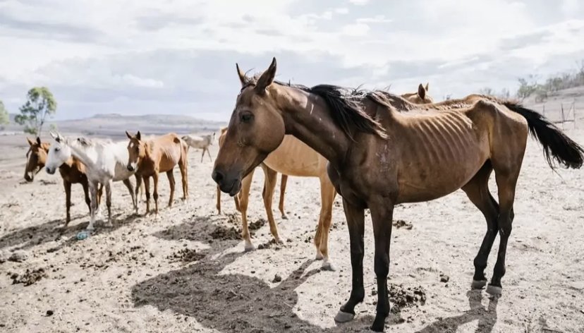 Jylqy neden qyryldy?