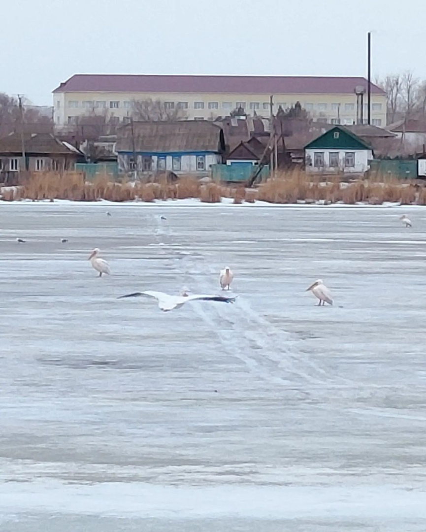 Áýlıekólge birqazan qondy