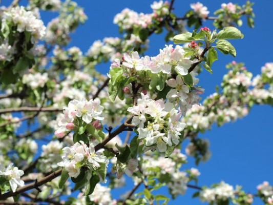 Demalys kúnderine arnalǵan aýa raıy boljamy