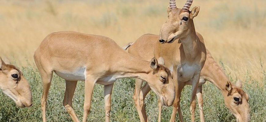 «Kıik» aksııasy ótedi