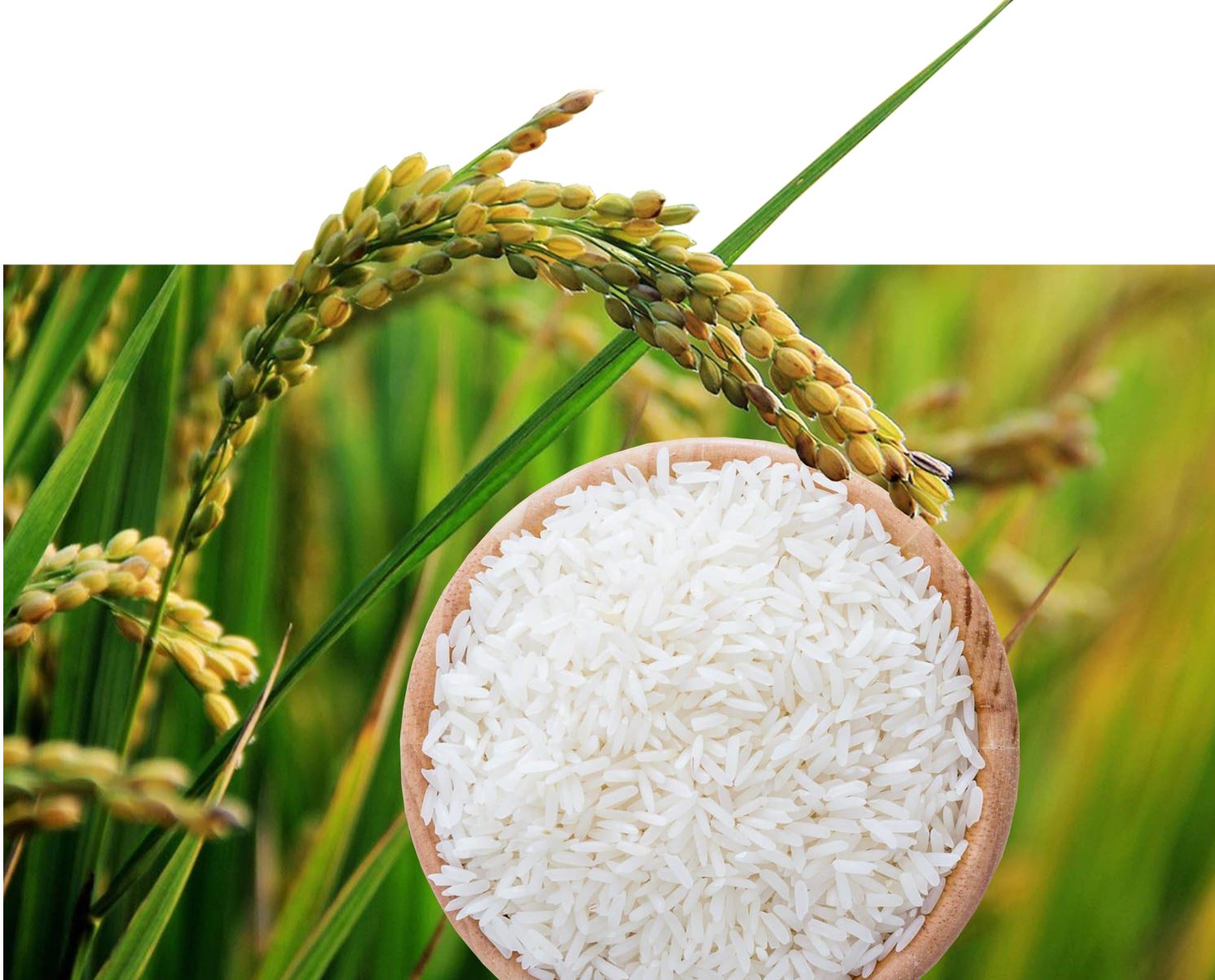 Kúrishtiń máselesi kúrmekten kóp