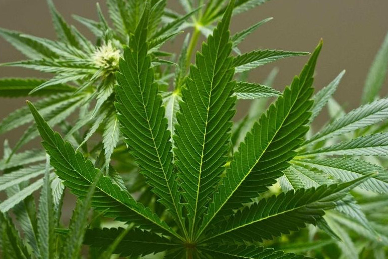 Túrkistanda 200 keli esirtki tasymaldaǵan turǵyn ustaldy