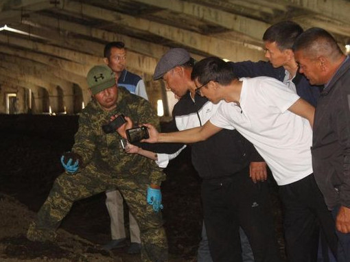 Kalıfornııa shylaýshynyn ósirýshiler kóbeıdi