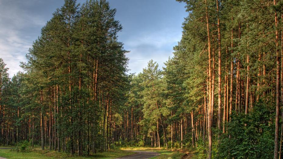 Ormanymyzdy oısyratyp almaıyq