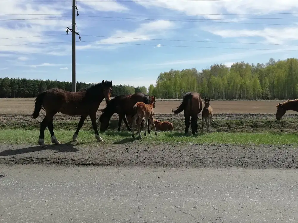 Yryzdyǵyna yjdaǵatpen qaramaıdy