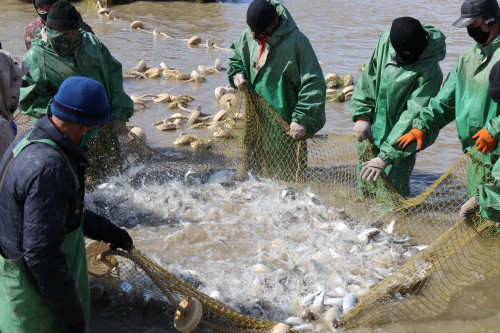 Balyq ósirýge jasalǵan betburys