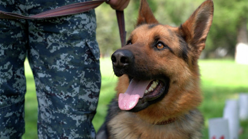 Pavlodarda qyzmettik ıt 3 keli esirtkini tapty