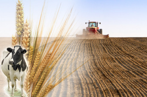 Mal azyǵyna arnalǵan egis kólemi ulǵaıady