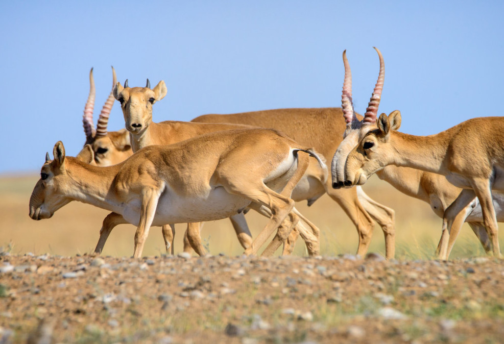 Quralaı órgen barqytbel