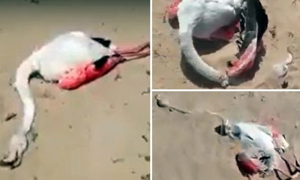 Qumda qurban bolǵan qoqıqazdar