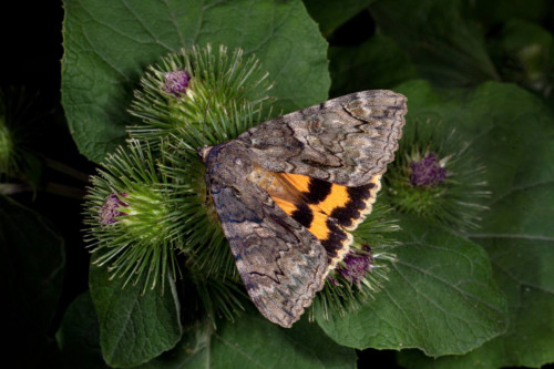 Jándiktiń jańa túri