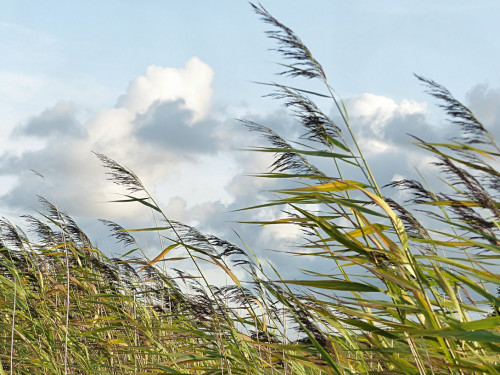 Búgin elimizdiń birneshe oblysynda jel turady