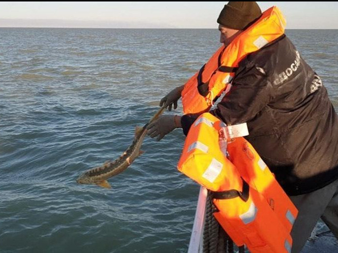Kaspıı teńizinen uzyndyǵy 300 kılometrden asatyn brakonerlik aý tárkilendi