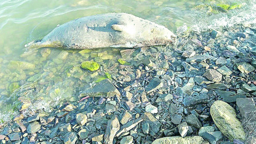 Itbalyqtar neden qyryldy?