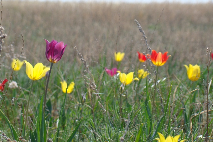 Qyr qyzǵaldaǵy gúldedi