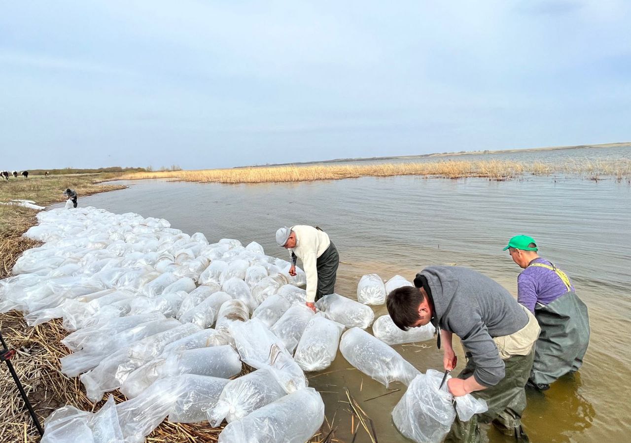 SQO-da sý qoımalaryna aqsaha tuqymdas balyq túrleriniń dernásili jiberildi