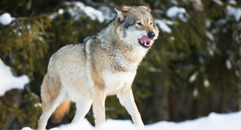 BQO-da aýyl turǵyndaryna qasqyr shaýyp, 4 adam zardap shekti