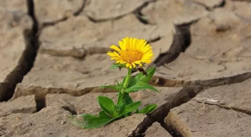 Elimizdiń keıbir óńirlerinde qurǵaqshylyq kútiledi