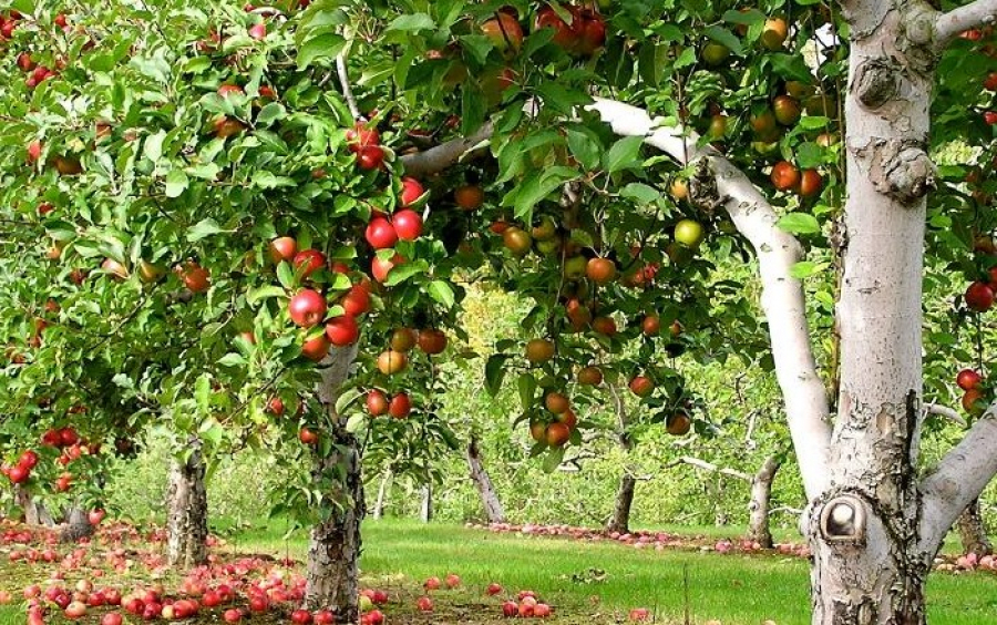 Aǵashtarǵa qaýipti bakterııany anyqtaıdy