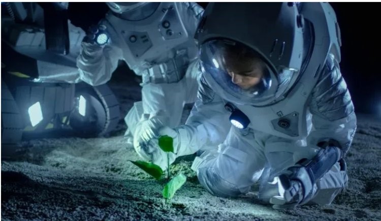 Aı topyraǵynda ósirilgen ósimdik