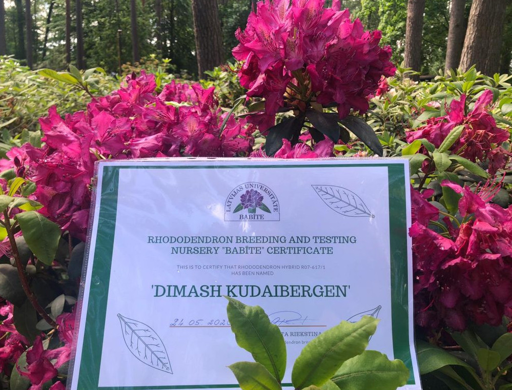 Jańa gúl sortyna Dımashtyń esimi berildi