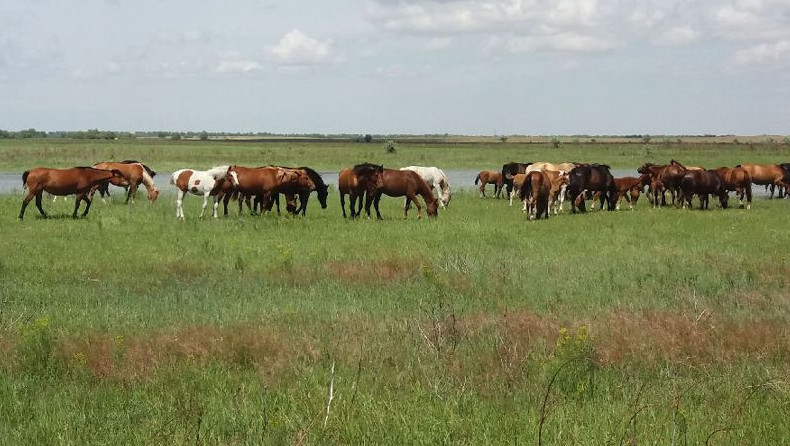 Aqtóbe oblysynda joǵalǵan jylqylar tabyldy