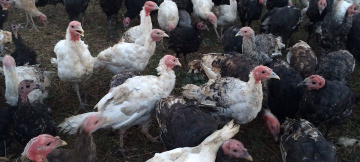 Kúrketaýyq ósirýdi qolǵa aldy