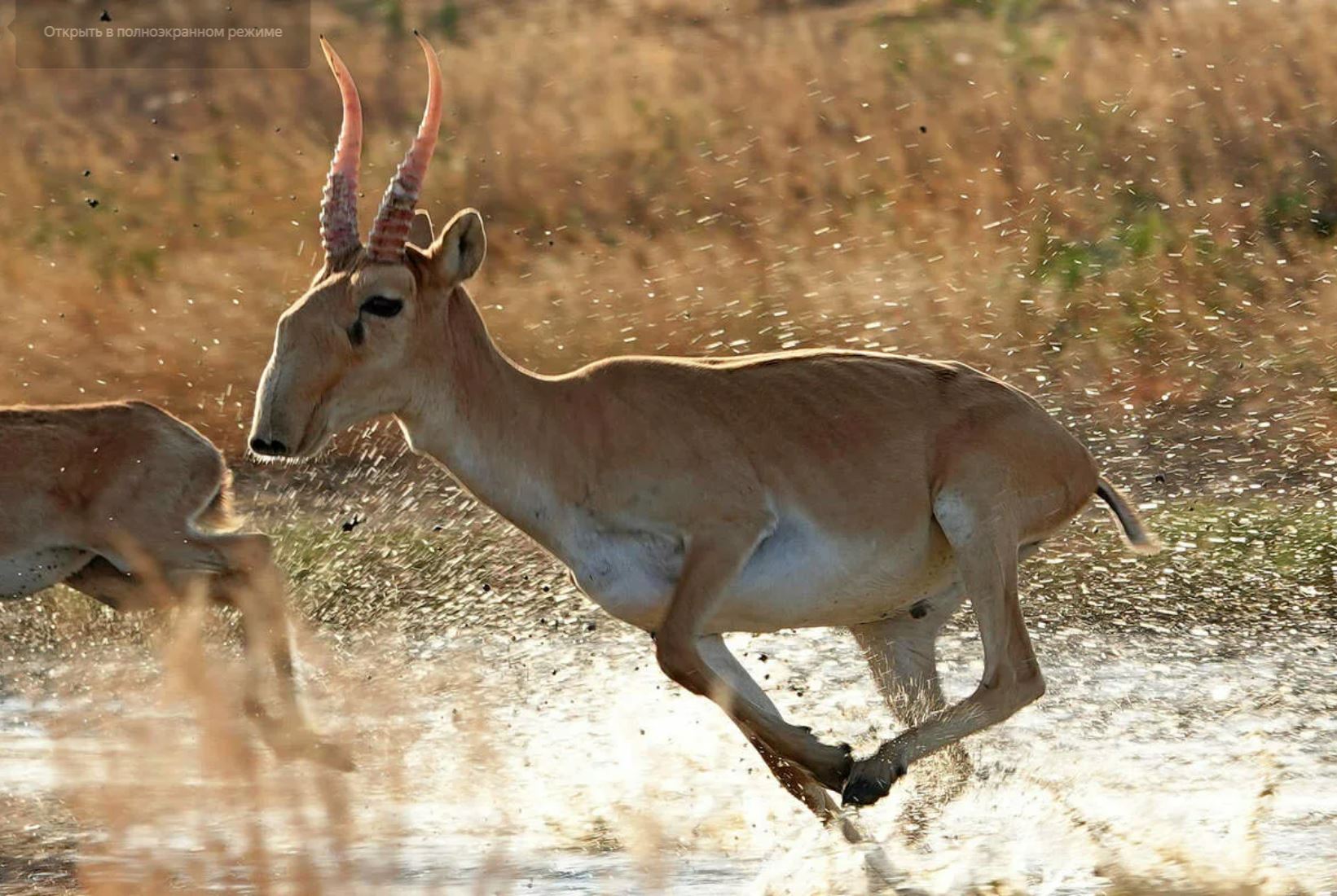 Kıiktiń kıesi bar, jerdiń ıesi bar