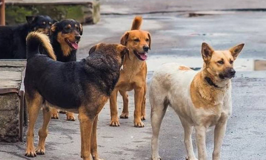Aqtóbede qutyrǵan ıtterdi aýlaýǵa 41 mln teńge bólindi