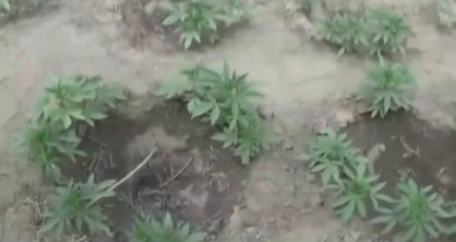 Qyzylordalyq polıseıler iri esirtki alqabyn anyqtady