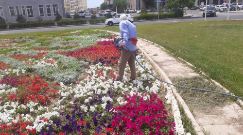 Aqtaýda kógaldandyrý jumystary qalaı júrgiziledi