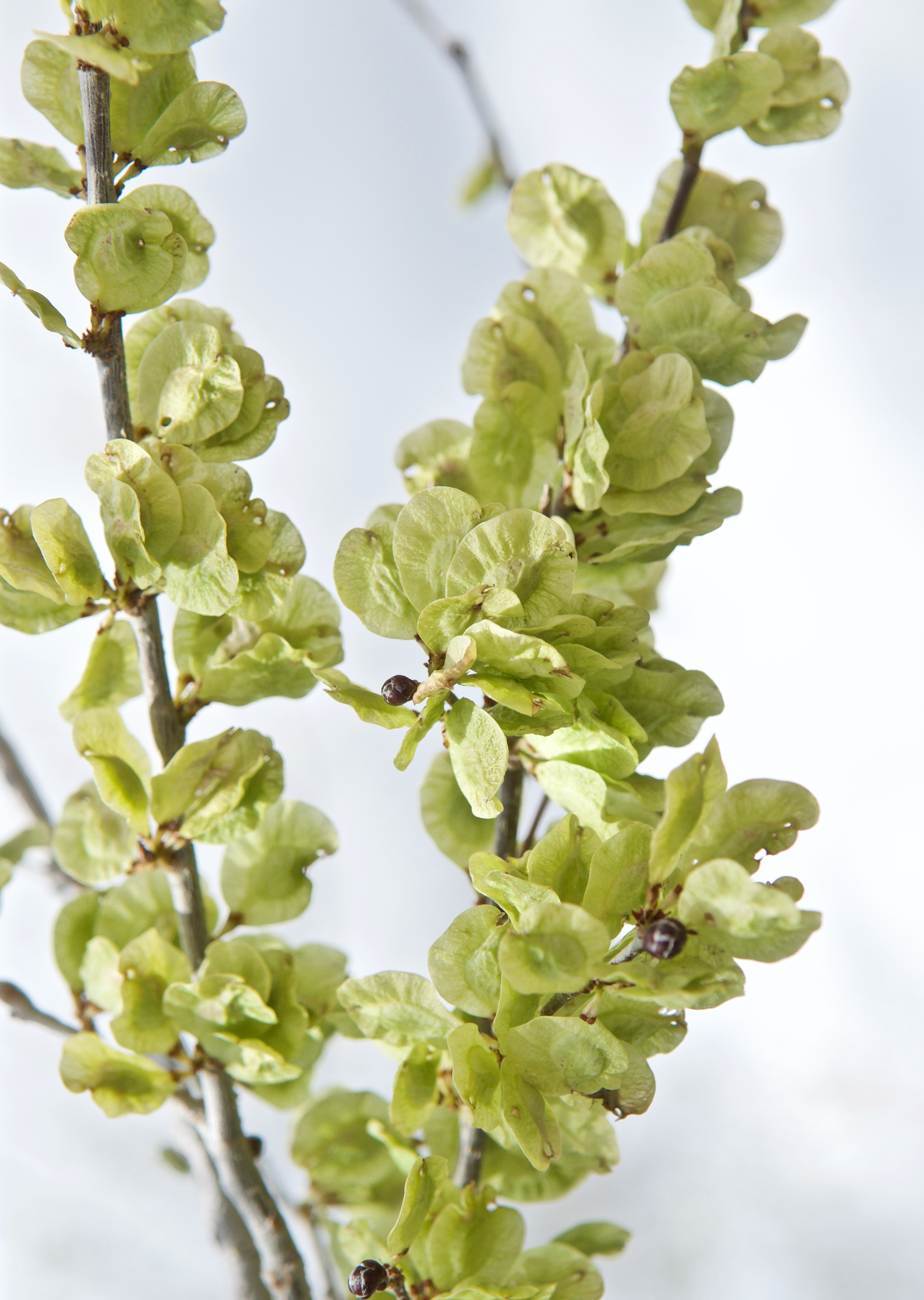 Qaraǵash ta gúldeıdi