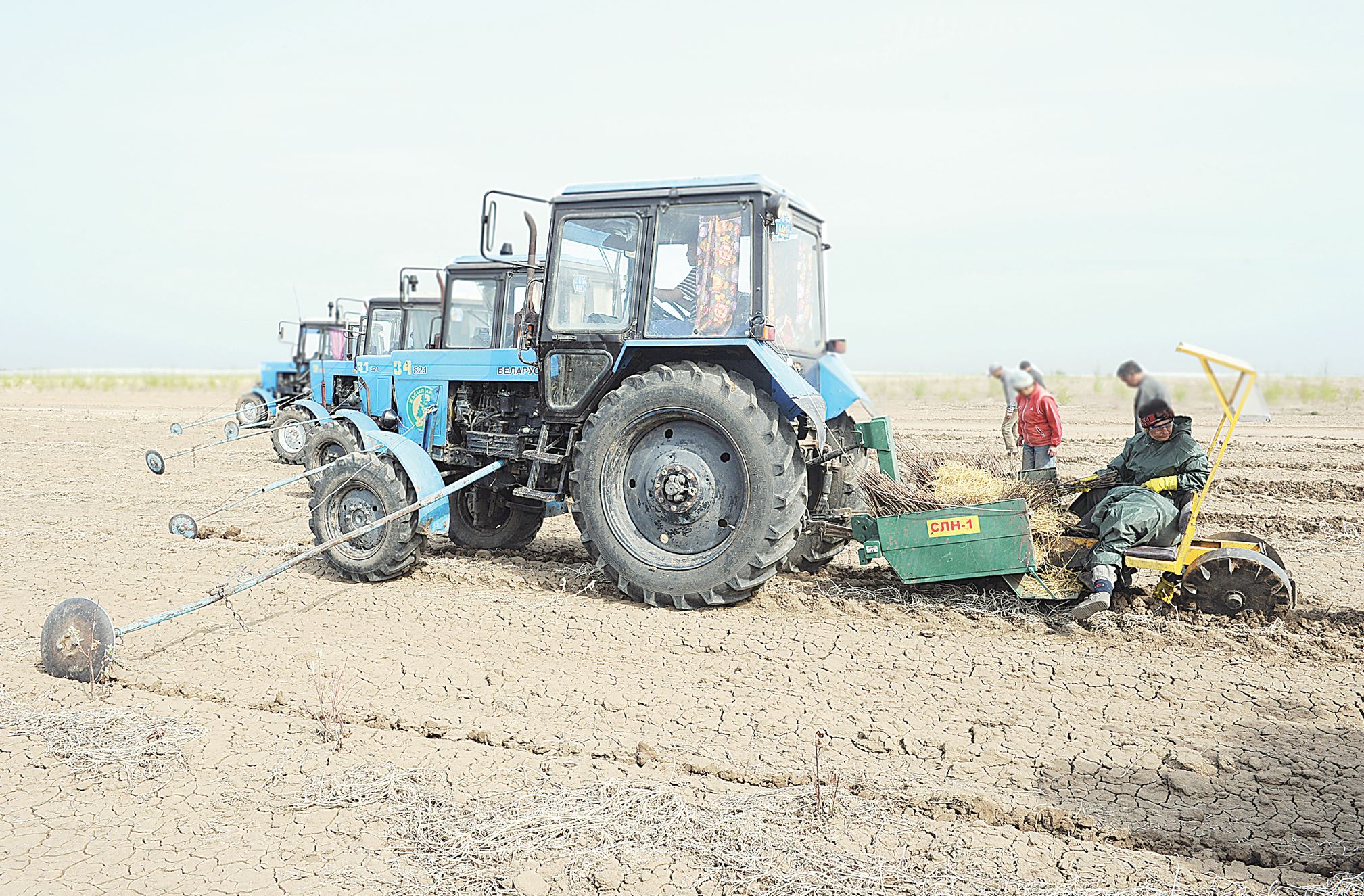 200 mıllıon túp kóshet egiledi