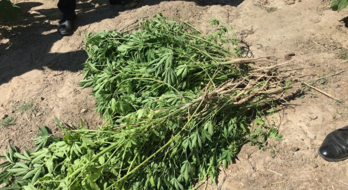 Qyzylorda oblysynda iri esirtki alqaby joıyldy