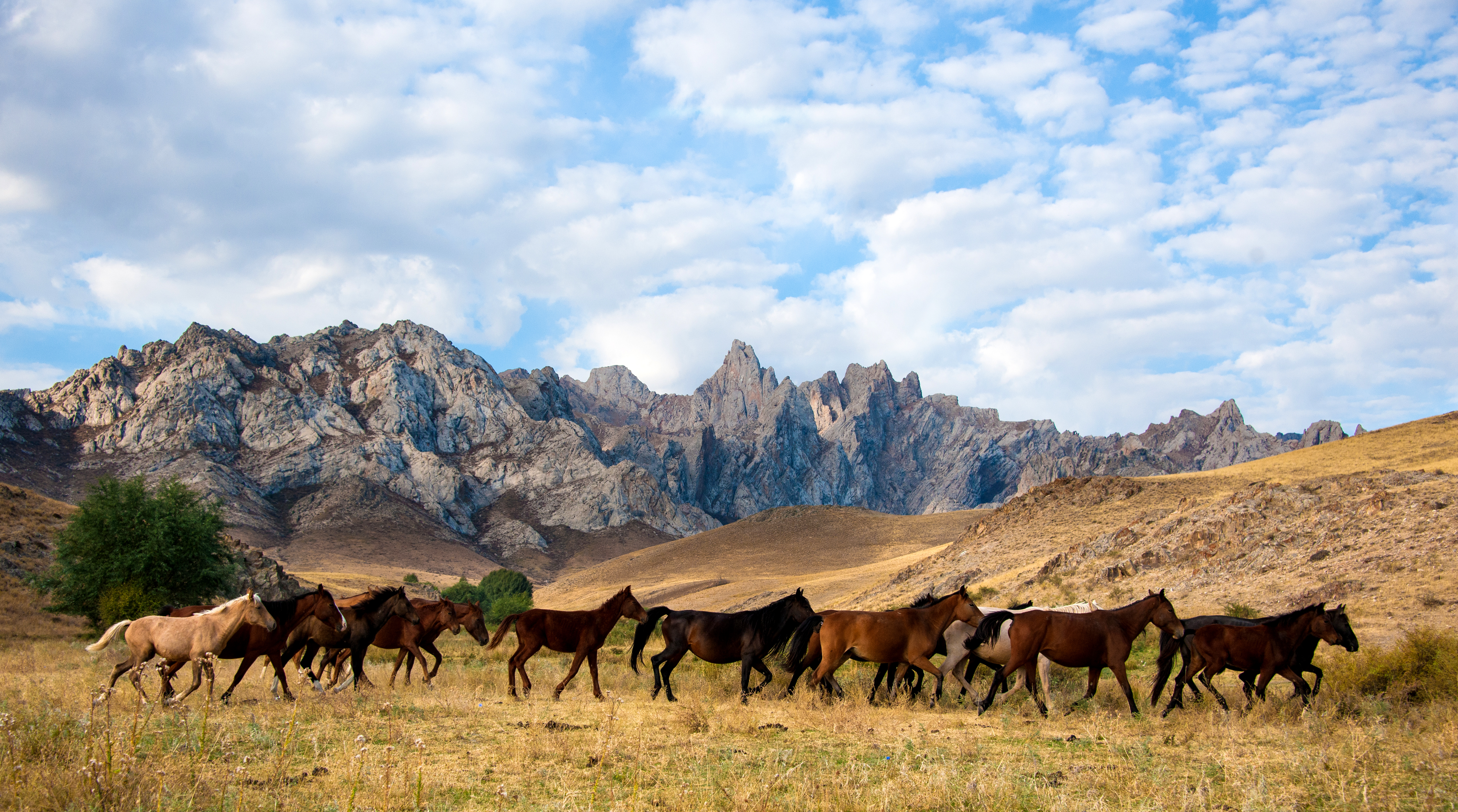 Jer ańsaǵan jylqylar