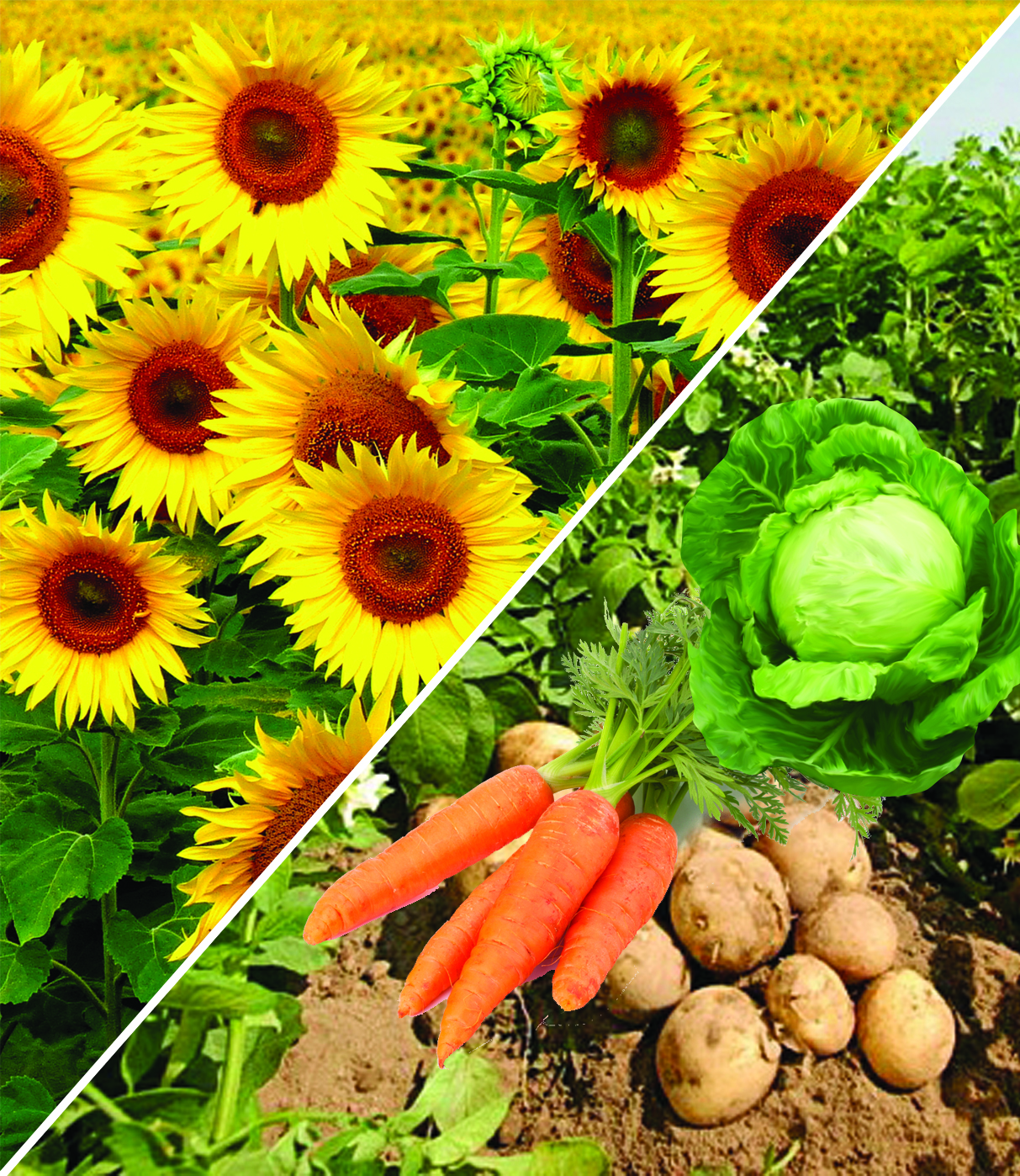 Mol ónimnen úmitti