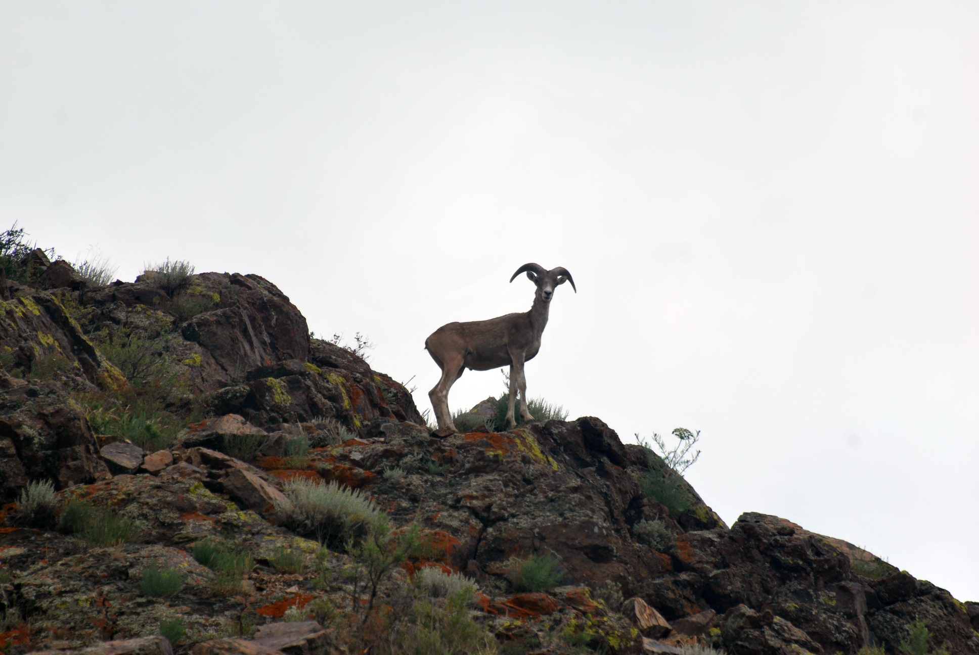 Qarabastan aýmaıdy arqar endi...
