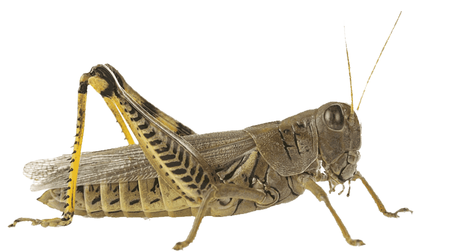 Shegirtkege qarsy kúres bastaldy