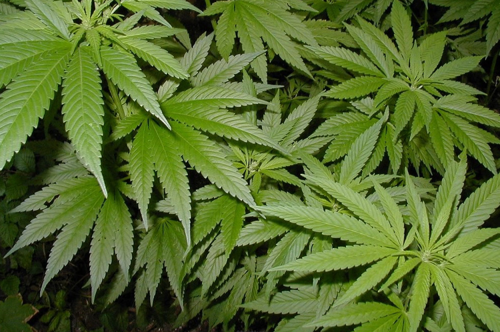 Qyzylordada sora ósimdigin ósirgen eki turǵyn ustaldy