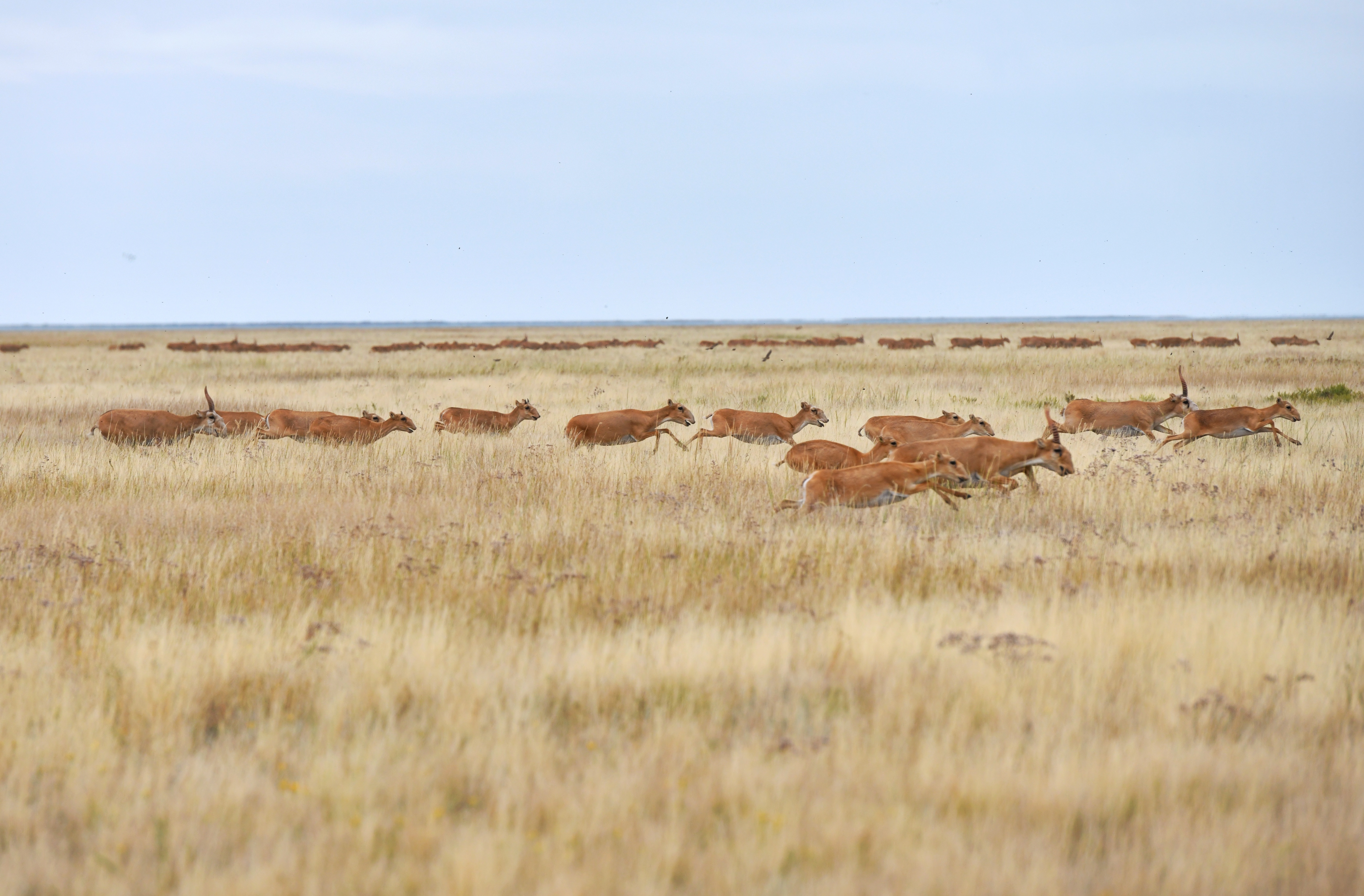 Kóbeıgen kıik, keıigen sharýa: Oqqa baılaýmen ońtaılandyrý oń sheshim be?