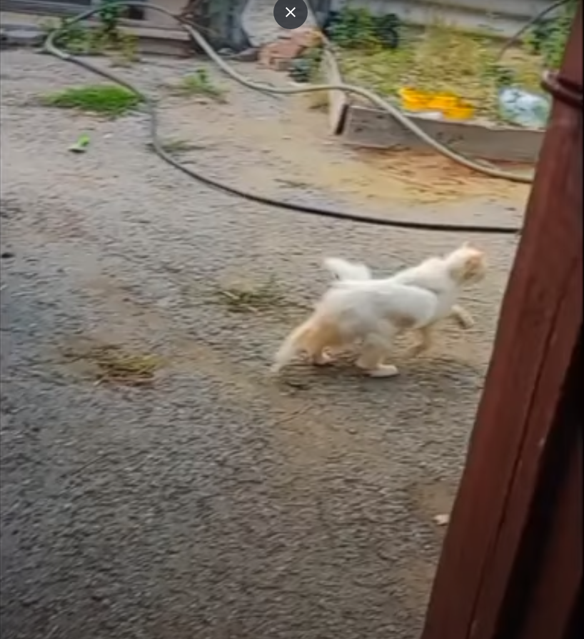 Erekshe mysyq tabyldy