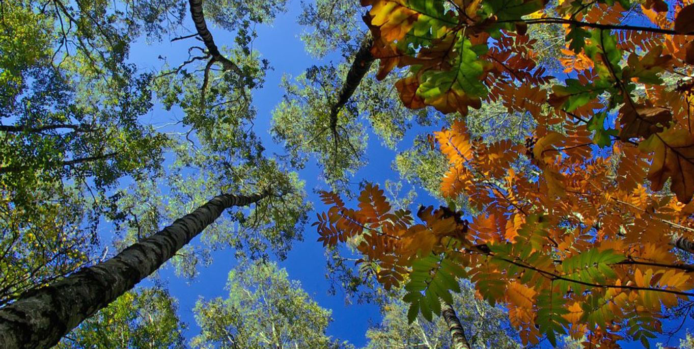 Jupsyz kóbelektiń «joryǵy»