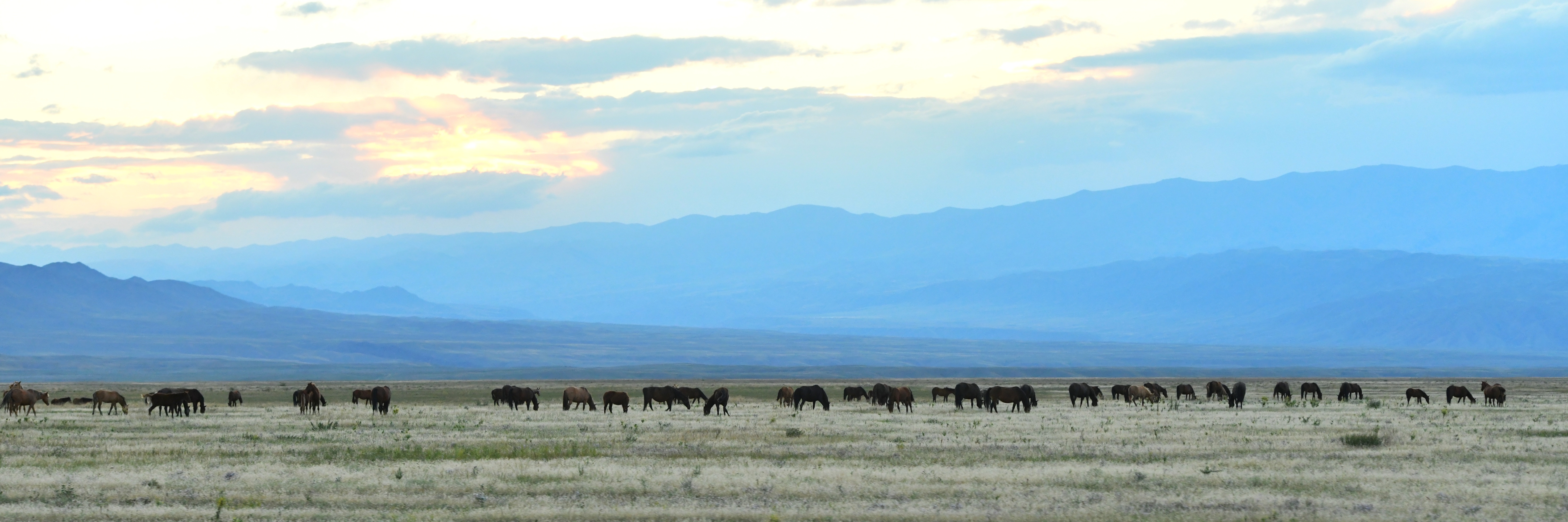 44 myń gektar jaıylym qaıtaryldy