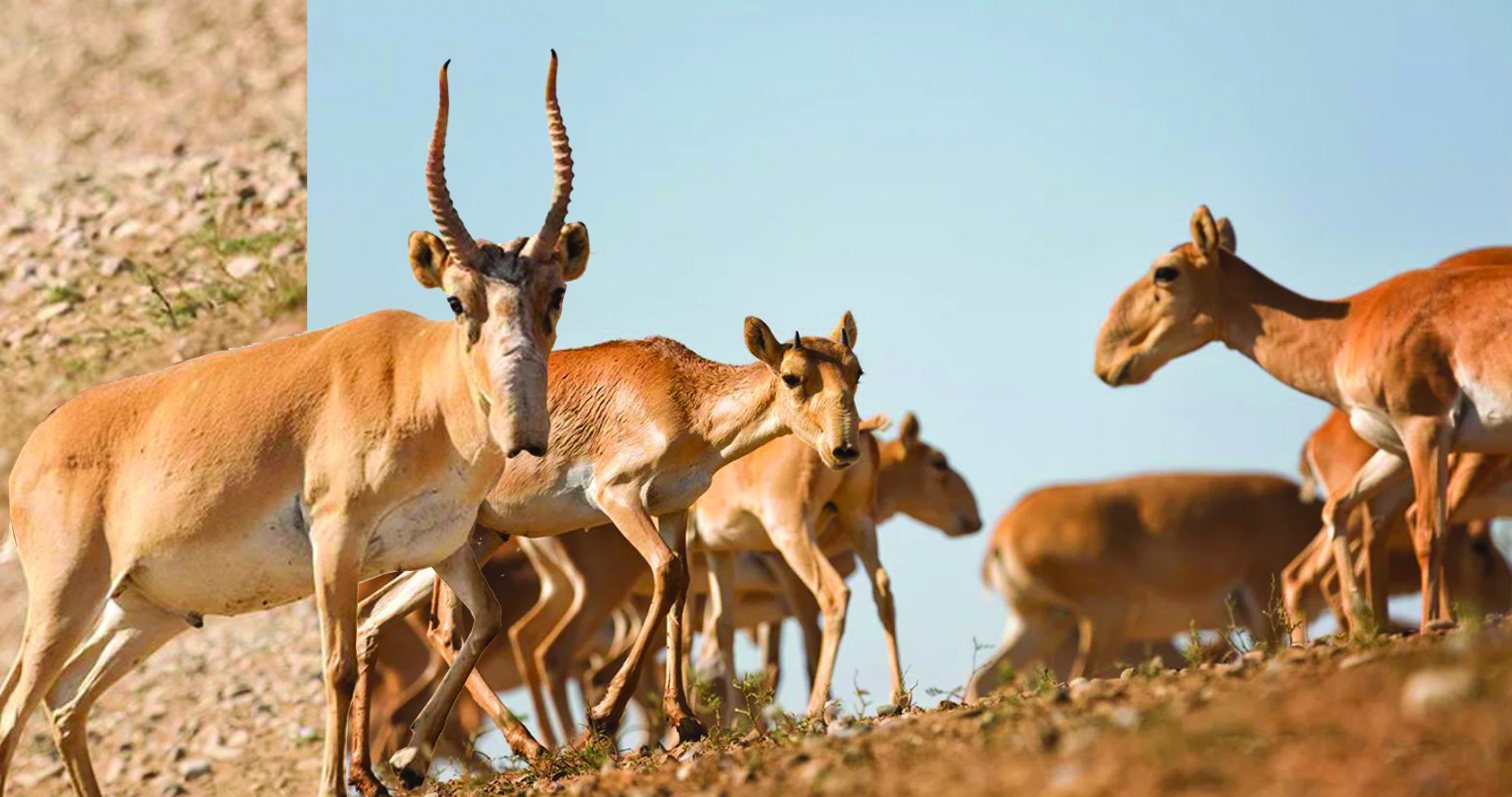 Kıik sanyn tıimdi retteý kúrdeli ǵylymı-zertteýdi qajet etedi