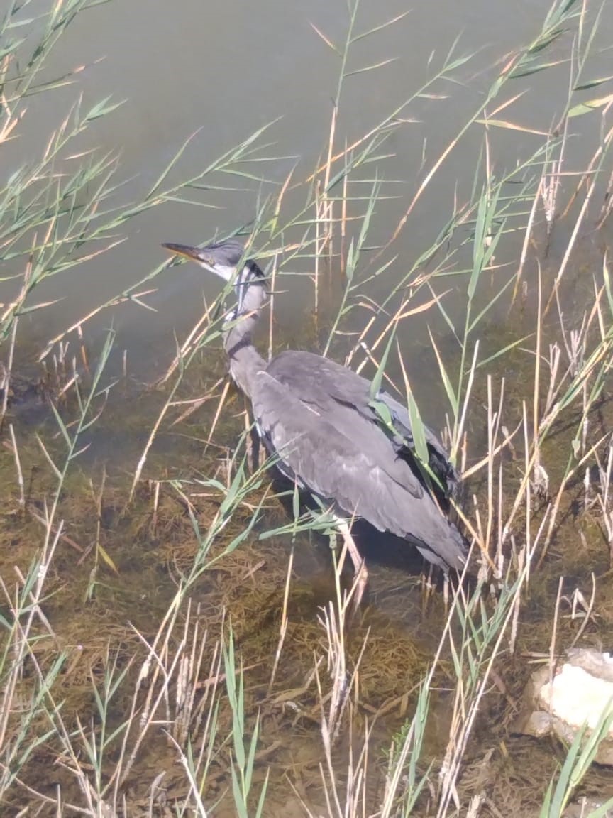 Kóshe kezgen kókqutan