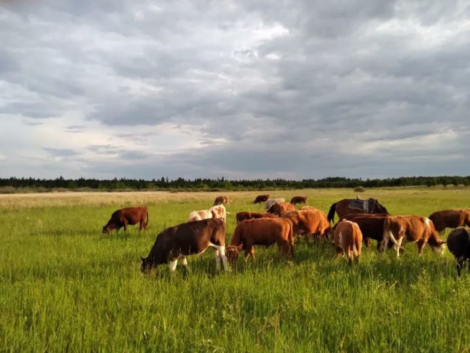 Jeri bardyń maly joq, maly bardyń jeri joq...