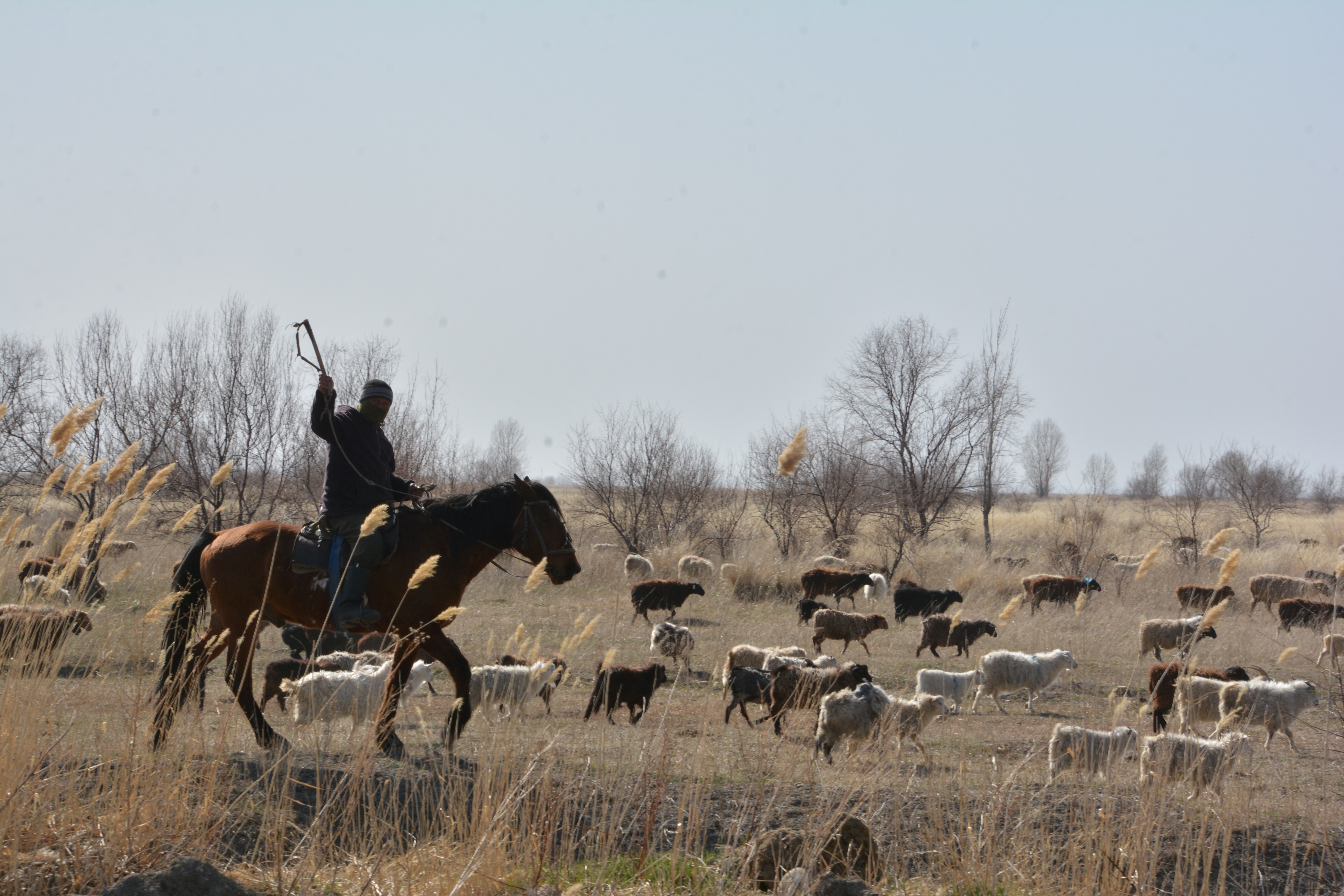 Tabyndyq jer tarylyp tur