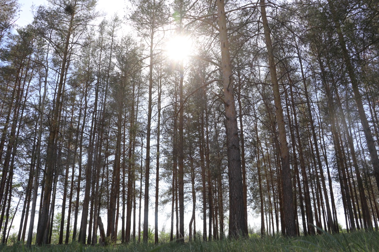 Kókjıde qum beldeýine qorǵanysh qajet