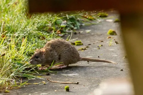 Kemirgishten keler kesel kóp